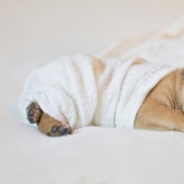 A photo shoot of a newborn puppy that will melt your mimimeter