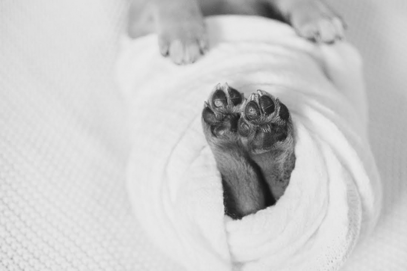 A photo shoot of a newborn puppy that will melt your mimimeter