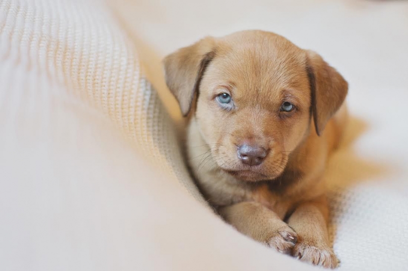 A photo shoot of a newborn puppy that will melt your mimimeter