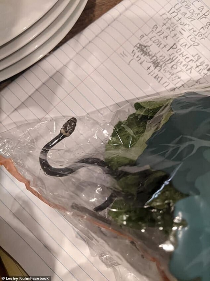 A resident of Australia found the snake in shopping salad