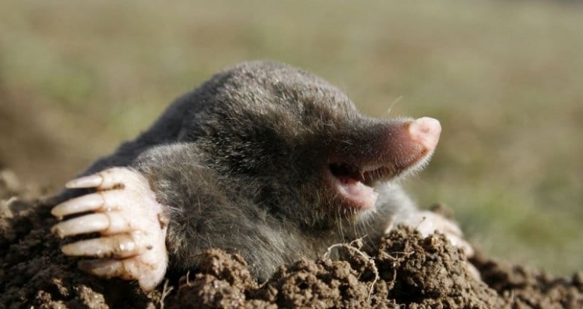 A resident of the Czech Republic wanted to blow up a mole, but almost lost his legs