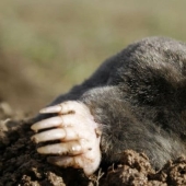 A resident of the Czech Republic wanted to blow up a mole, but almost lost his legs