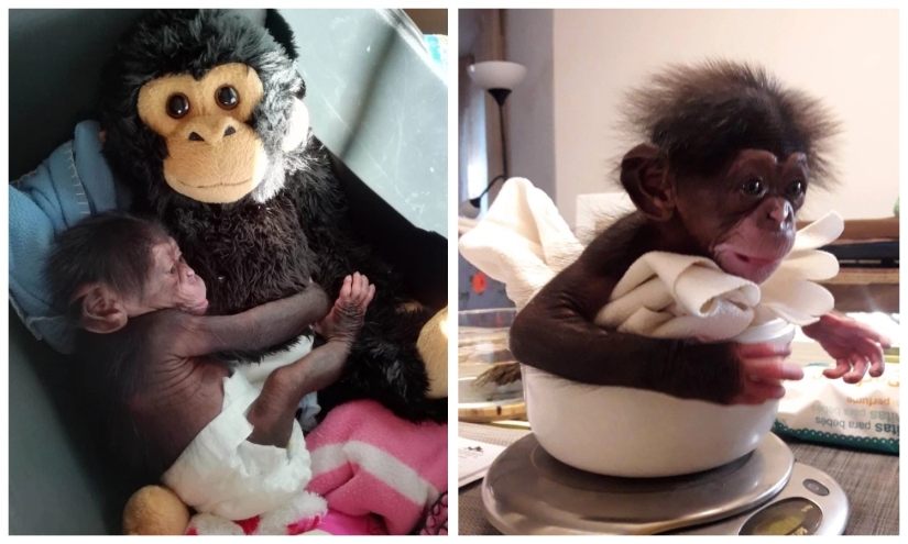 A stuffed toy replaced the little chimpanzee's mother when the real one abandoned him