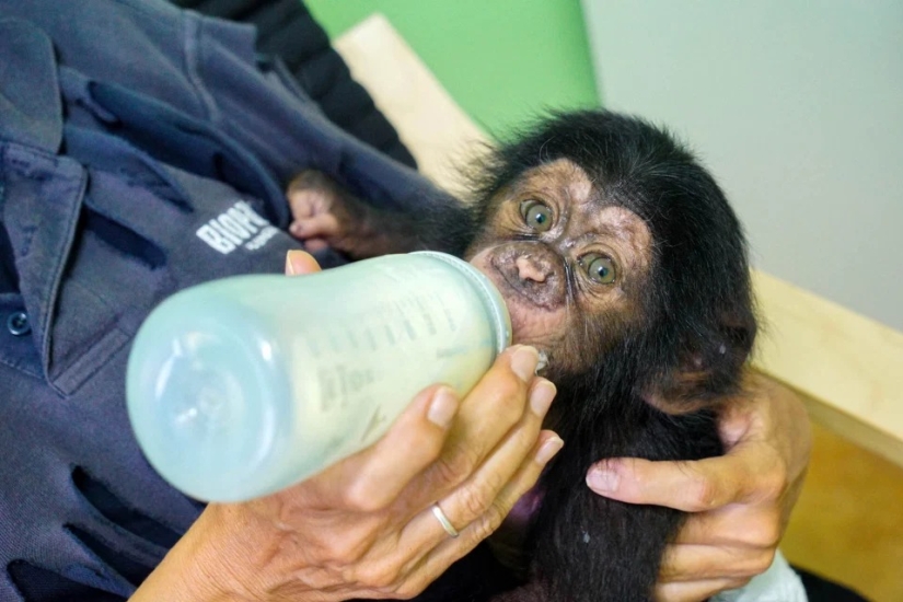 A stuffed toy replaced the little chimpanzee's mother when the real one abandoned him