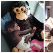 A stuffed toy replaced the little chimpanzee's mother when the real one abandoned him