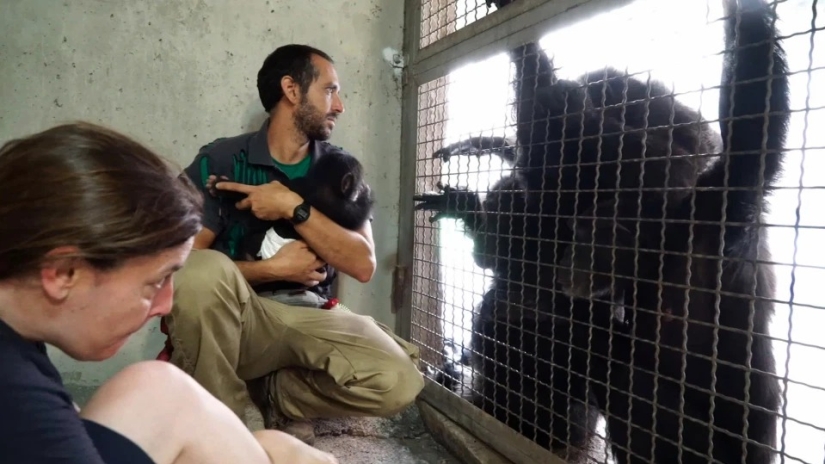 A stuffed toy replaced the little chimpanzee's mother when the real one abandoned him