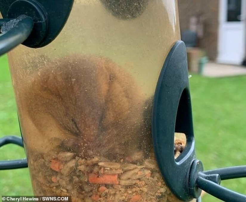 Alguien come demasiado: un roedor se metió en un comedero para pájaros y se quedó atascado