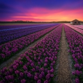 Amazing beauty of the Netherlands