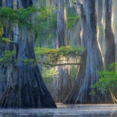 Amazing cypress trees of Caddo lake