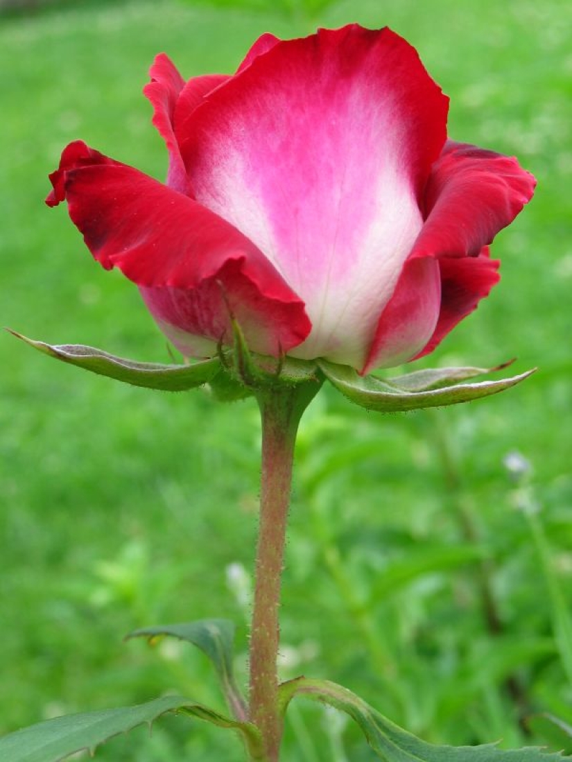 Amazingly beautiful rose of the Osiria variety