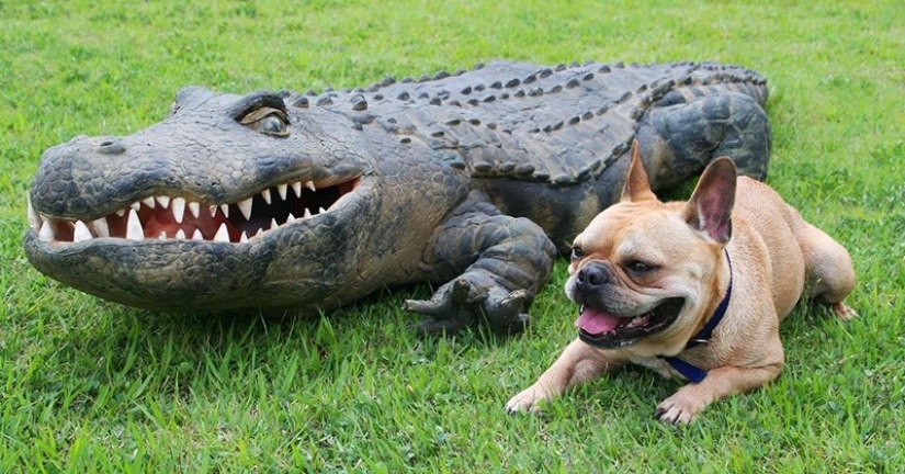 American caught a huge alligator and understand where almost 25 years lost dog