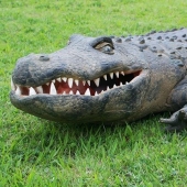 American caught a huge alligator and understand where almost 25 years lost dog