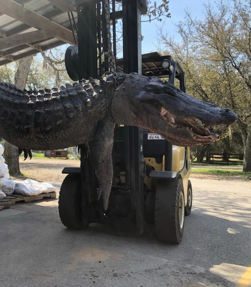 American caught a huge alligator and understand where almost 25 years lost dog