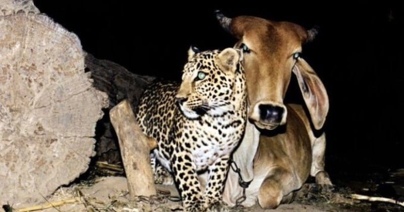 An incredible story of friendship between a cow and a leopard, for which there is no explanation