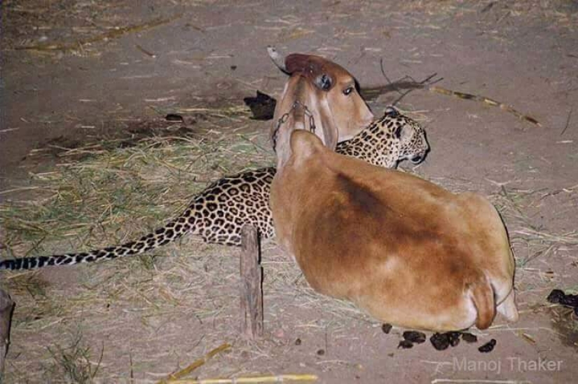 An incredible story of friendship between a cow and a leopard, for which there is no explanation