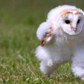 An owl hurrying somewhere on the grass touched millions and became a popular meme