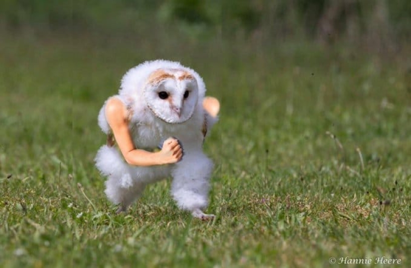 An owl hurrying somewhere on the grass touched millions and became a popular meme