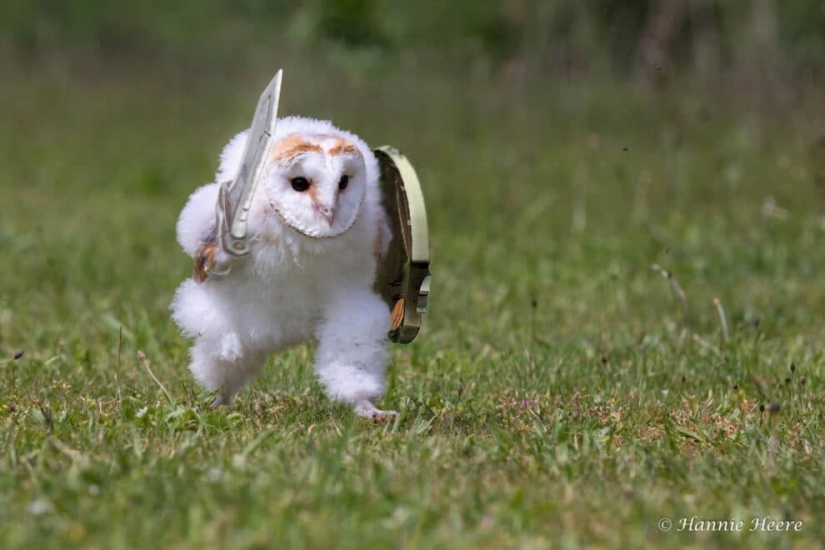 An owl hurrying somewhere on the grass touched millions and became a popular meme