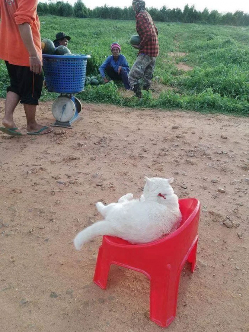 Angry cat trabaja como guardia de sandía en Tailandia