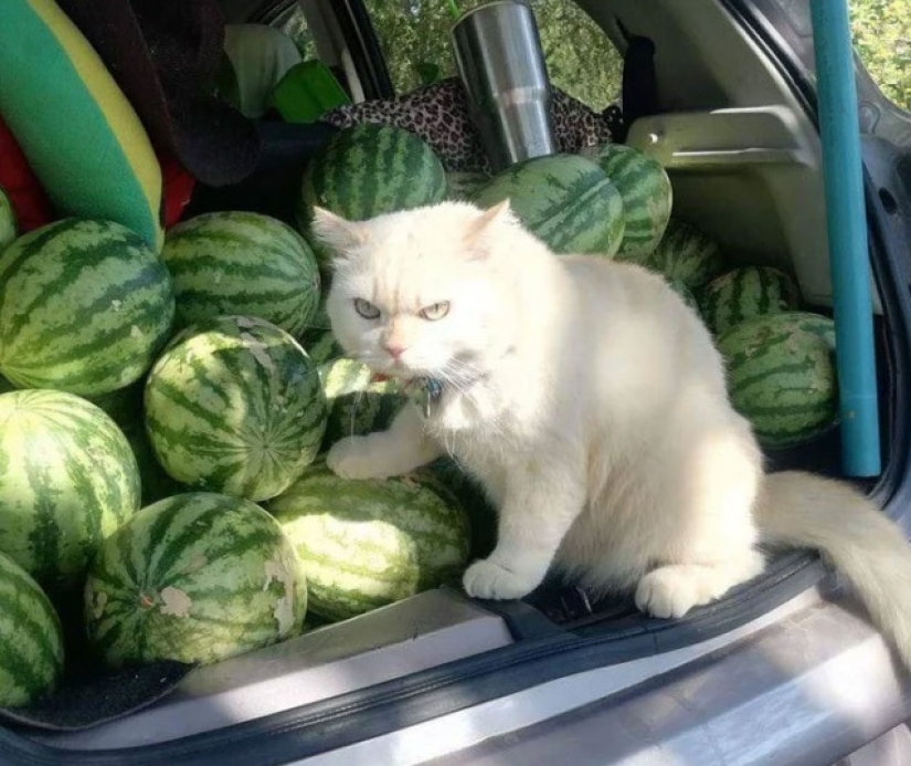 Angry cat works as a watermelon guard in Thailand