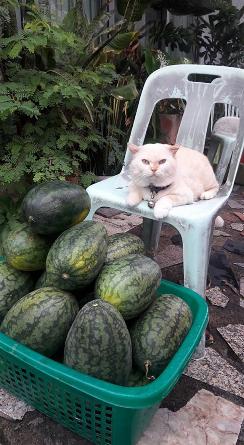 Angry cat works as a watermelon guard in Thailand