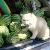 Angry cat works as a watermelon guard in Thailand