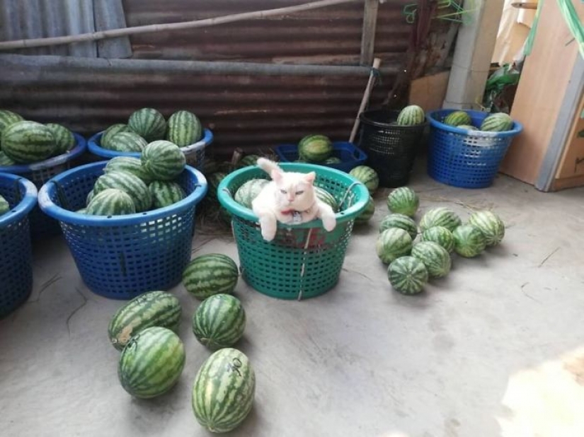 Angry cat works as a watermelon guard in Thailand