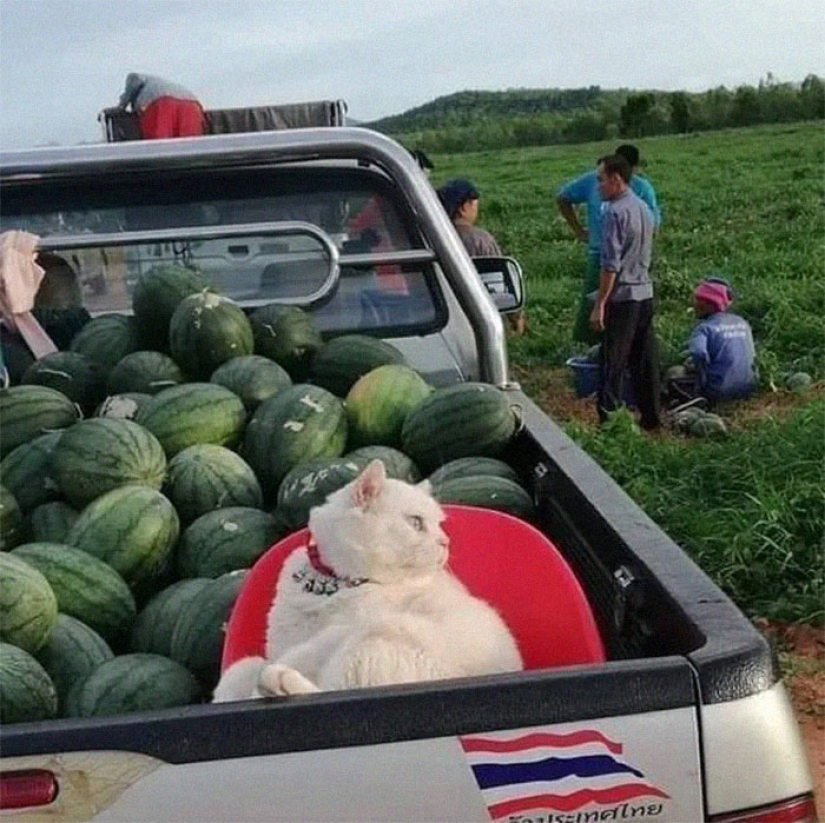 Angry cat works as a watermelon guard in Thailand