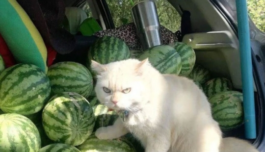 Angry cat works as a watermelon guard in Thailand