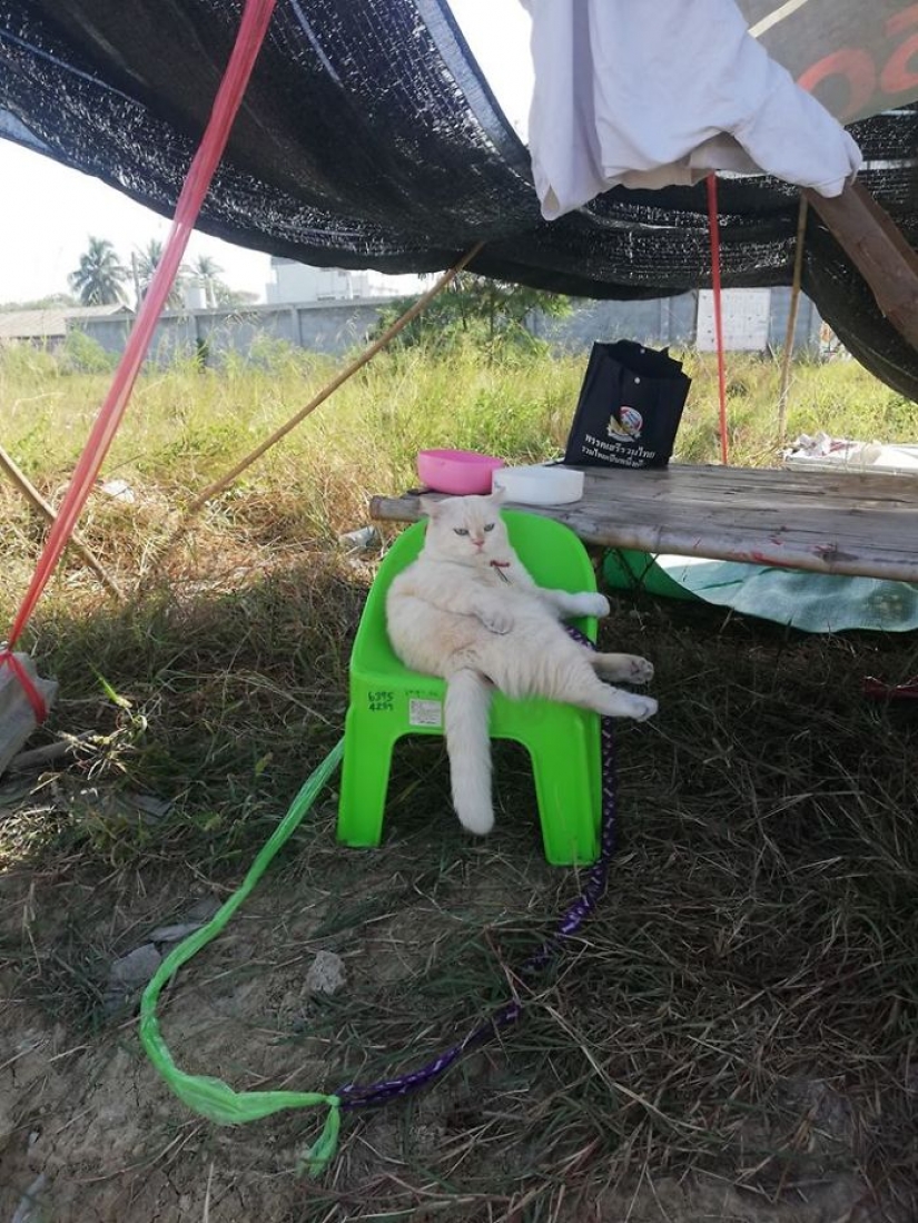 Angry cat works as a watermelon guard in Thailand