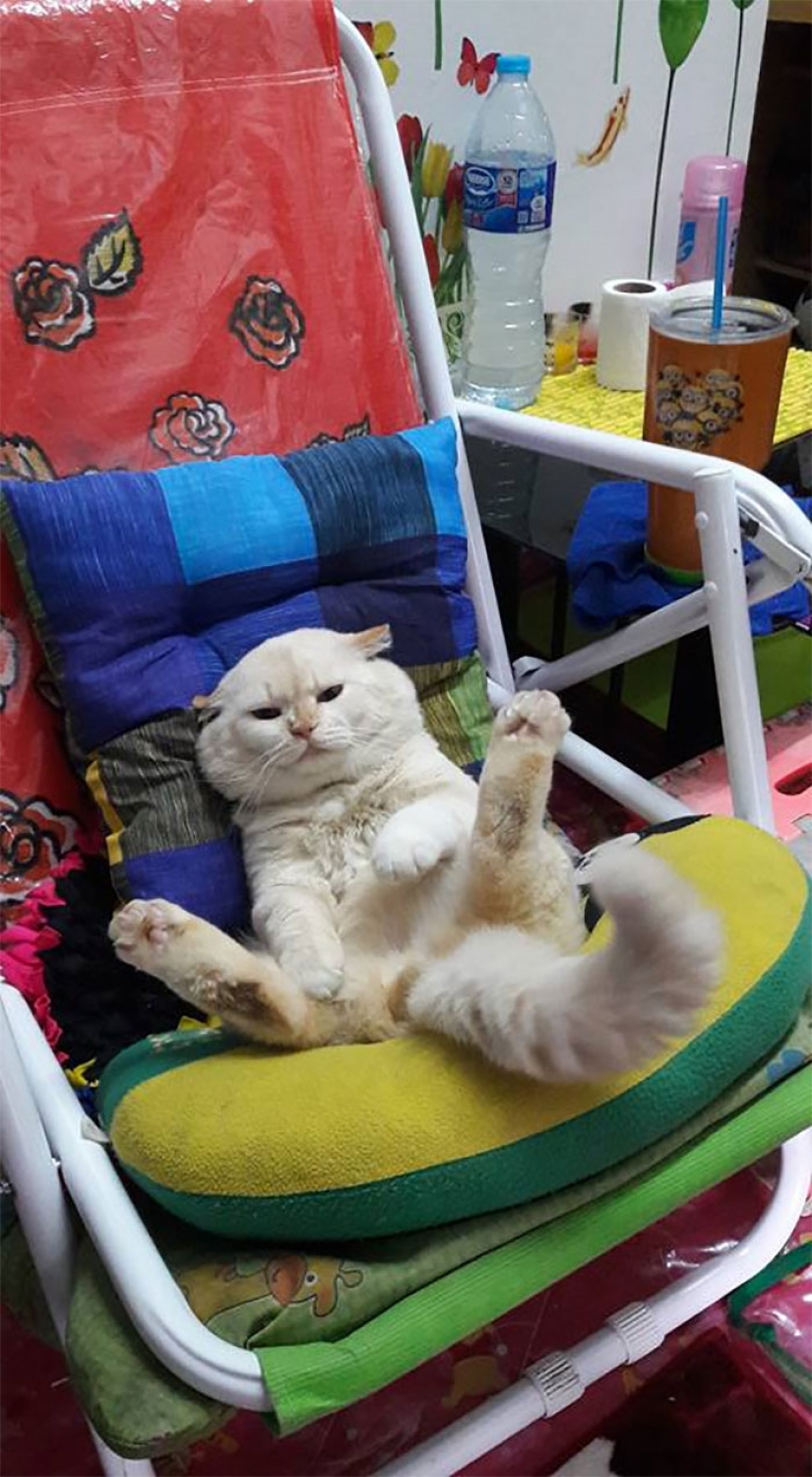 Angry cat works as a watermelon guard in Thailand