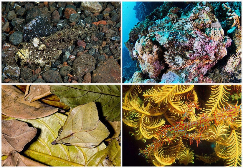 Animal camouflage: 15 examples of environmental mimicry