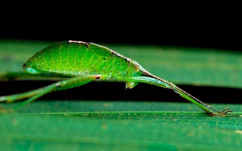 Animal camouflage: 15 examples of environmental mimicry