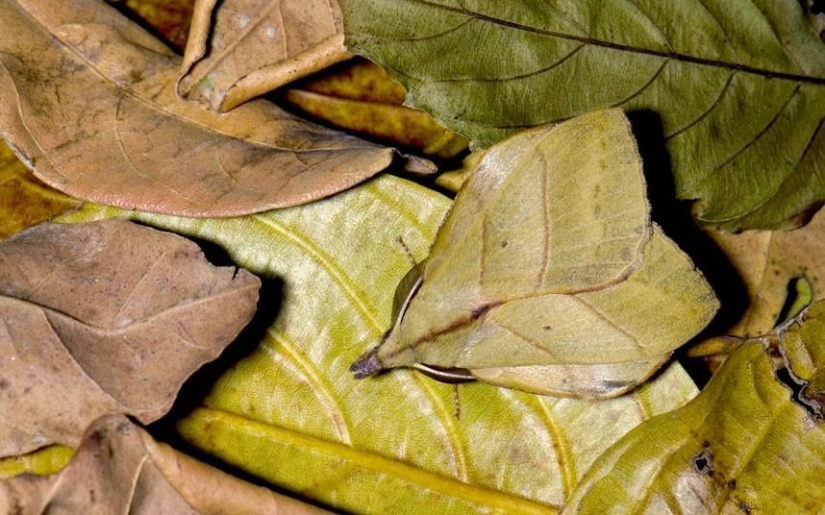 Animal camouflage: 15 examples of environmental mimicry