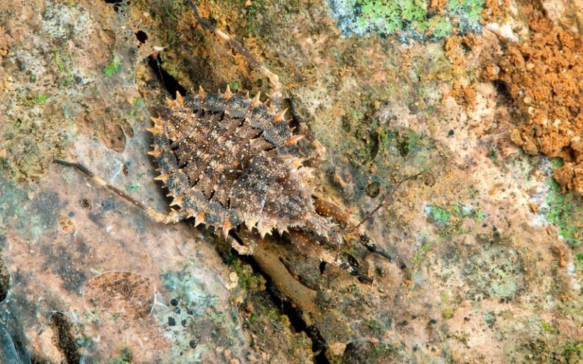 Animal camouflage: 15 examples of environmental mimicry