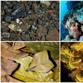 Animal camouflage: 15 examples of environmental mimicry