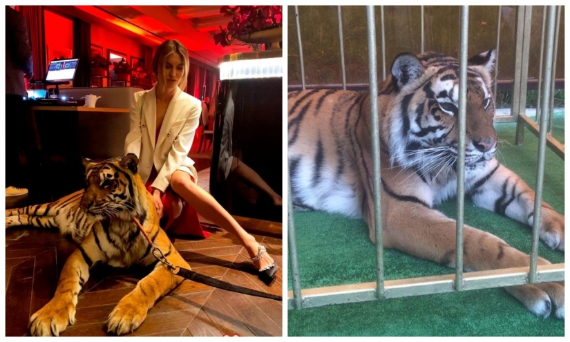 Animal rights groups attacked the socialite to hang out with predators