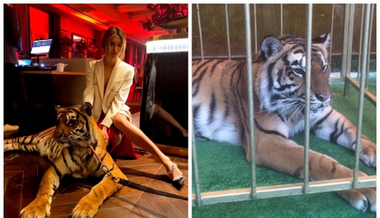 Animal rights groups attacked the socialite to hang out with predators