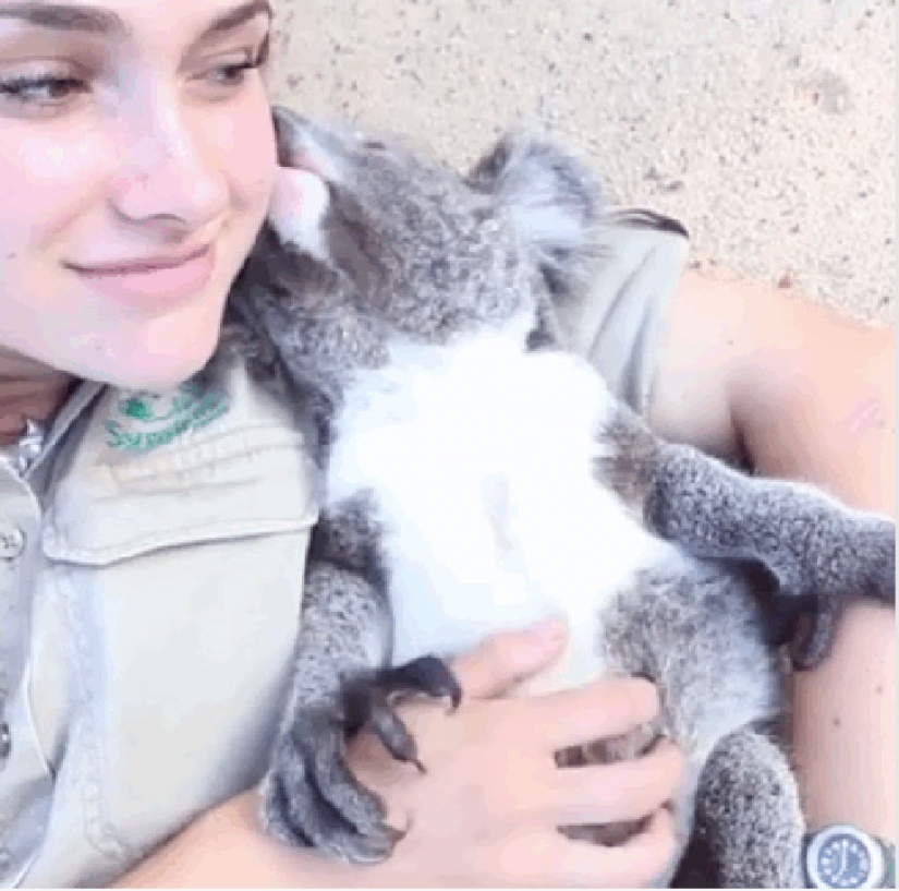 Animales australianos que matan con su dulzura