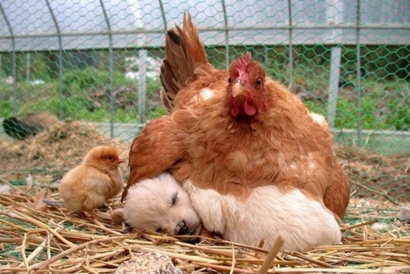 Animales dormidos, cuya vista derretirá tu corazón