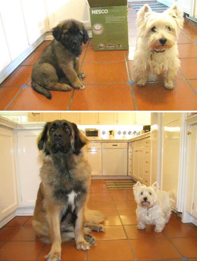 Animals that grew up together