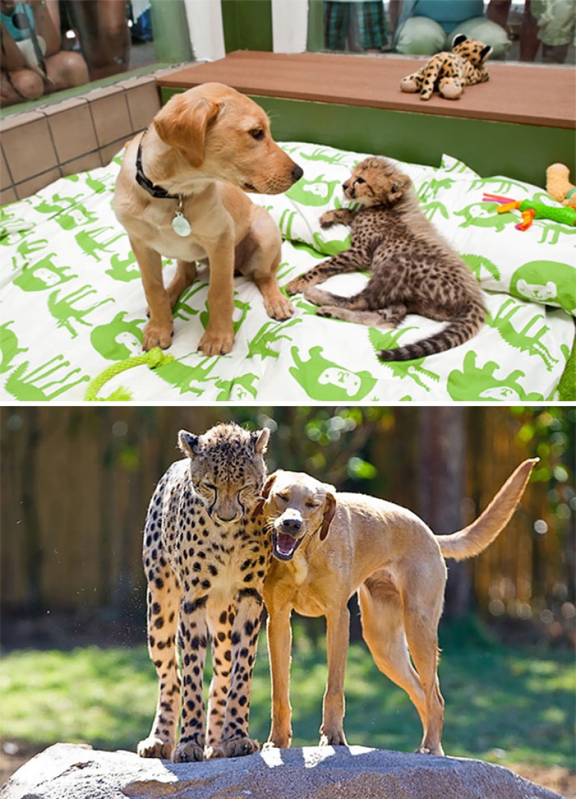 Animals that grew up together