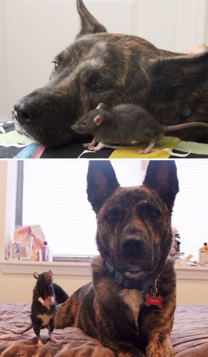 Animals that grew up together