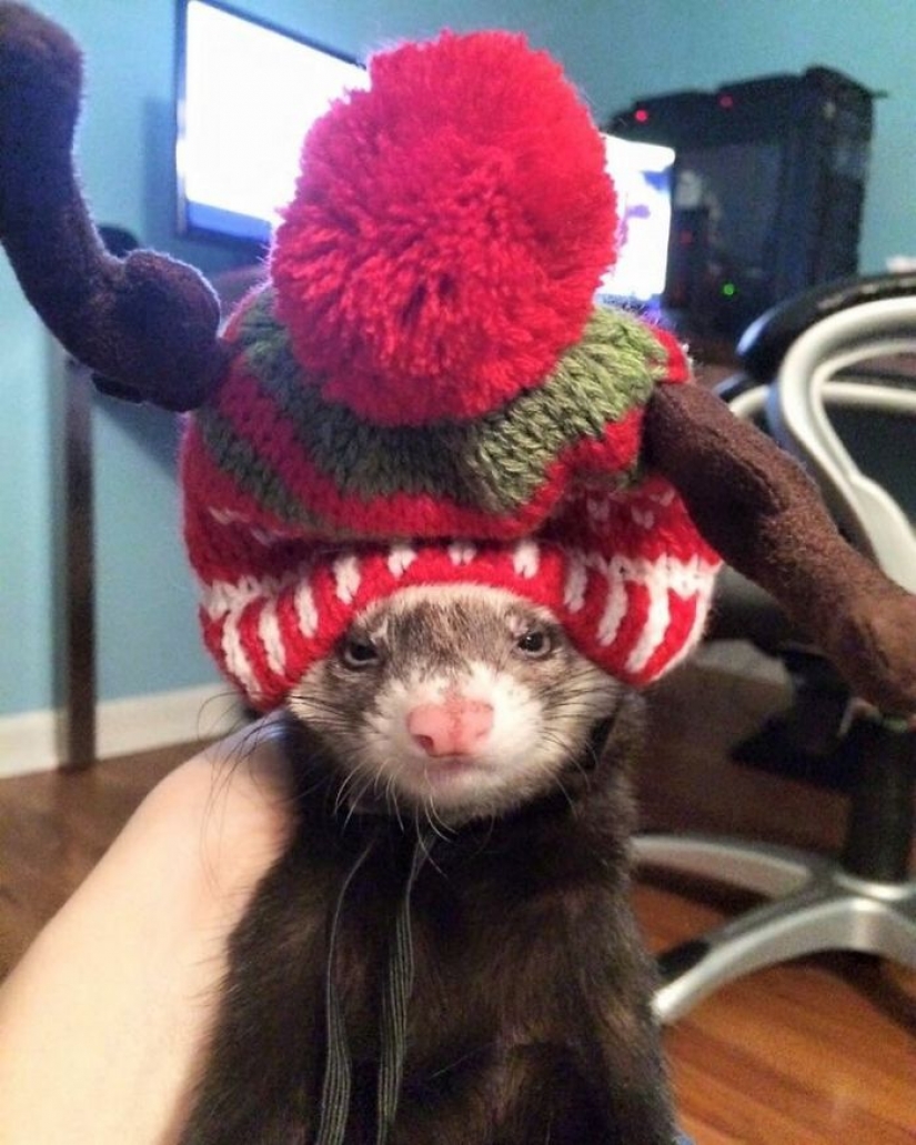 Animals that hate Christmas and New year