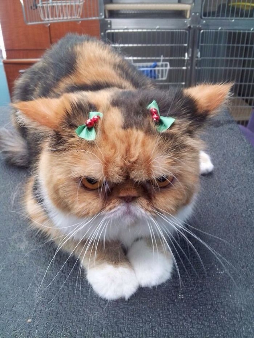 Animals that hate Christmas and New year