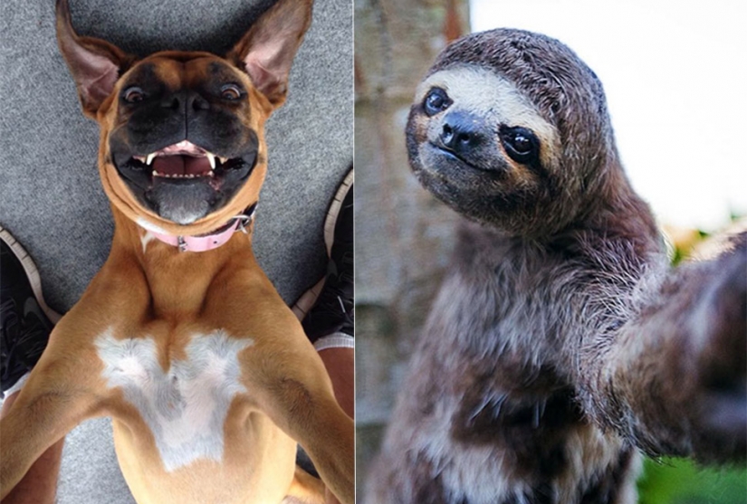 Animals that will teach you how to take selfies