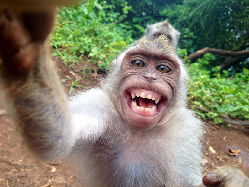 Animals that will teach you how to take selfies