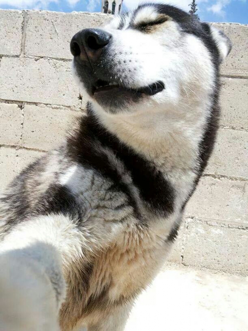 Animals that will teach you how to take selfies