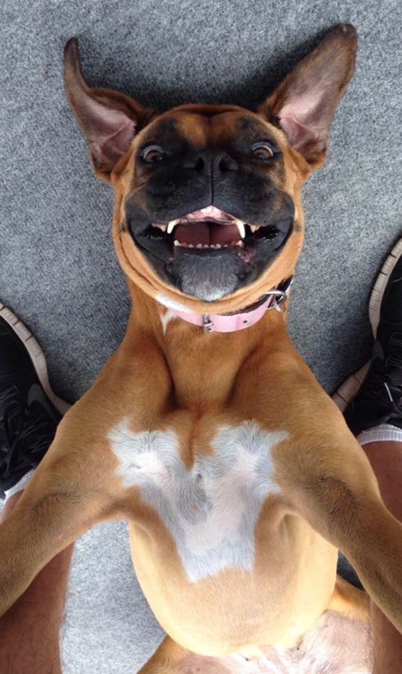 Animals that will teach you how to take selfies