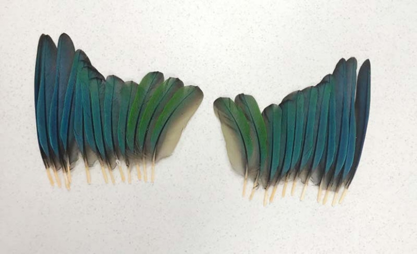 As a veterinarian from Australia sewn parrot new wings